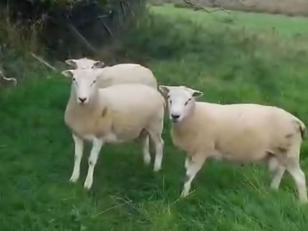 Pure bred Shearling  Rams and Berrichon Ram Lambs - Main image