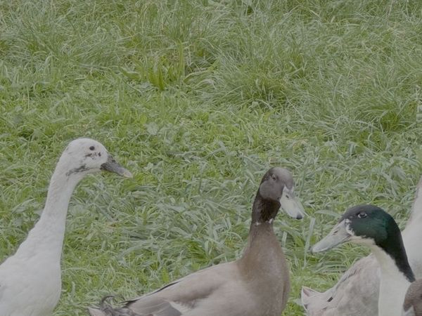 3 Drakes for sale - Main image