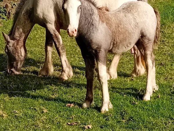 3yr old Filly and 2 Months old Foal - Main image