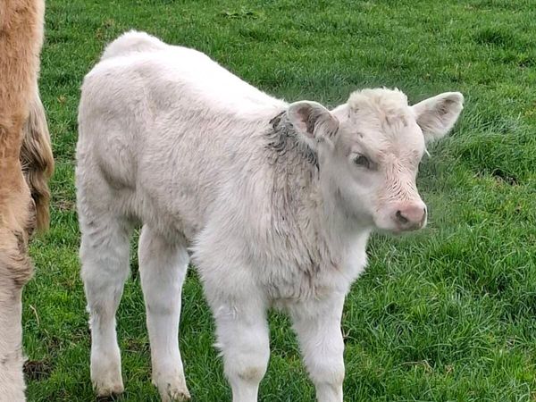 Calf - Main image