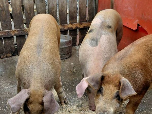 Large white  x Duroc - Main image