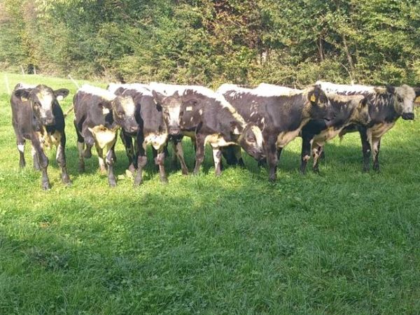 9 smashing bull weanlings - Main image