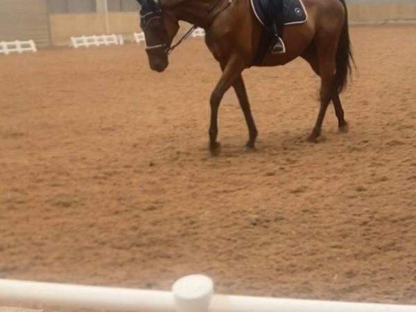 Confidence giver 16hh bay gelding - Main image