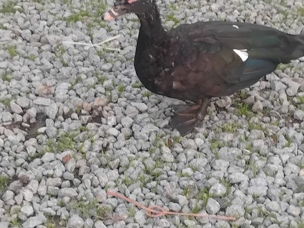 Muscovy Drake - Main image
