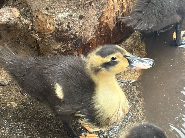 Ducklings - Main image