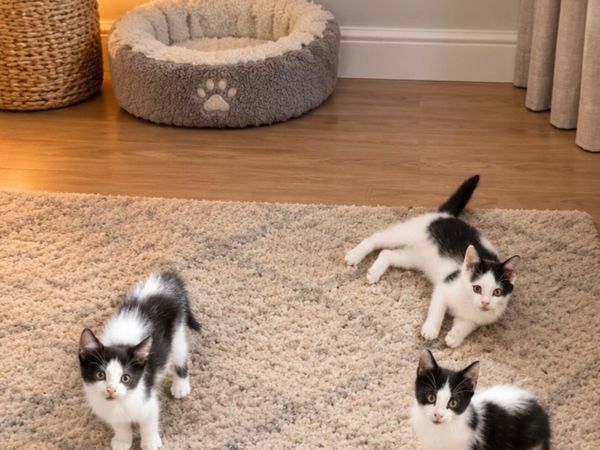 Kitten - Main image