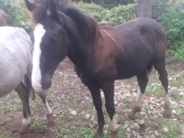 Foal - Main image