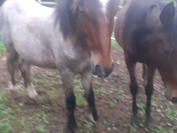 Horses - Main image