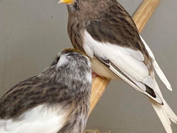 Birds - Main image