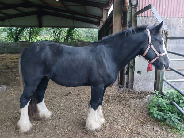 Quality 3yr old Cob - Main image