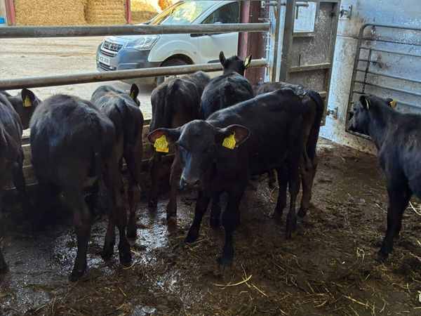 Angus lim bulls and heifers - Main image