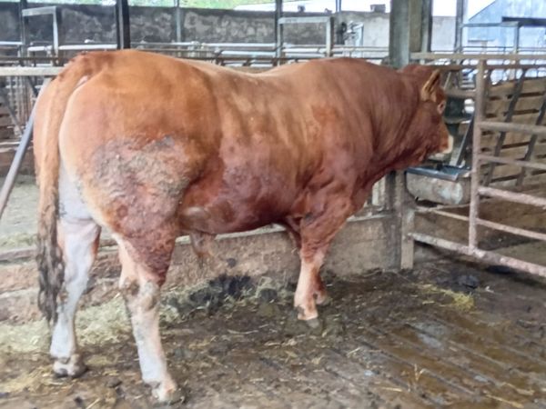 5⭐️ PBR Limousin Bull - Main image