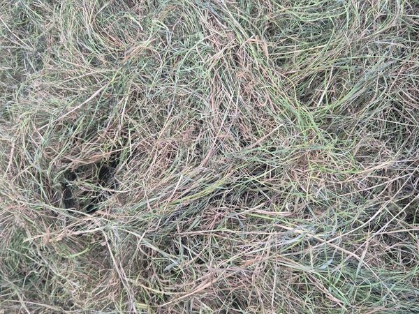 Silage Bales - Main image