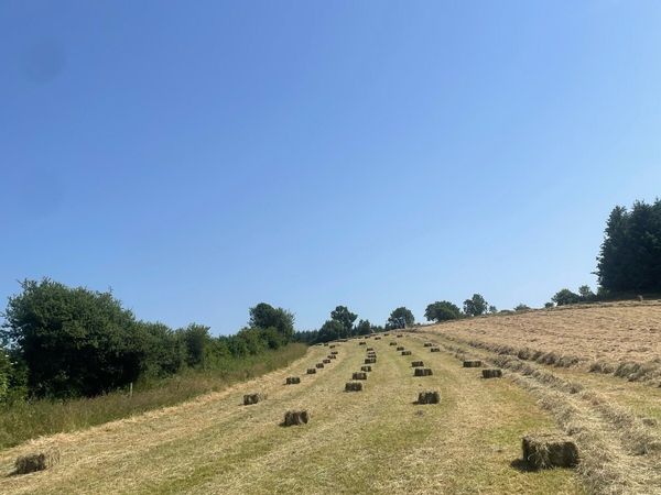 Small square bales of hay - Main image