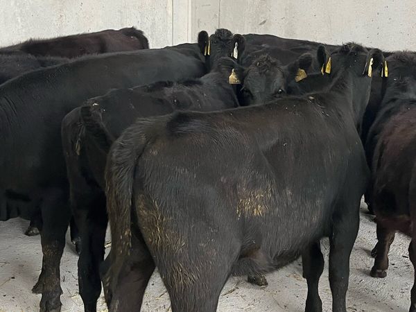 12 Angus heifers (225kg) - Main image