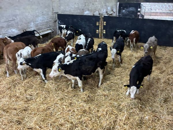 Hereford sim and Fkv bulls - Main image