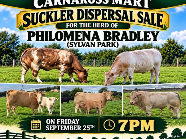 Suckler dispersal sale - Main image