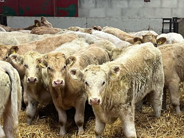 18 Super 300Kg CHX Bull Weanlings - Main image