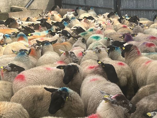 90 super ewe lambs - Main image
