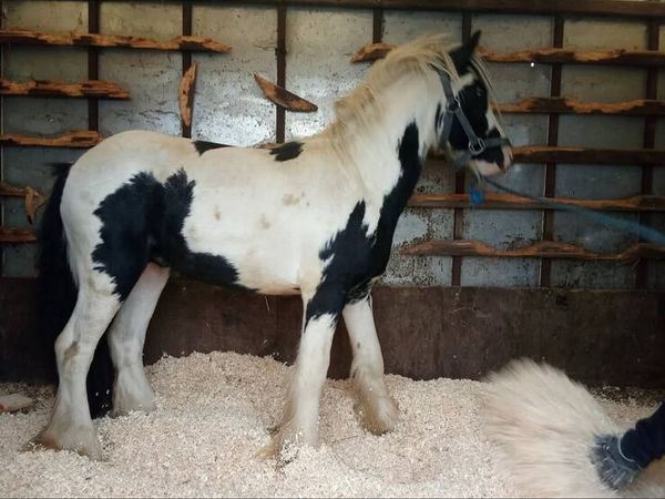 Pony - Main image