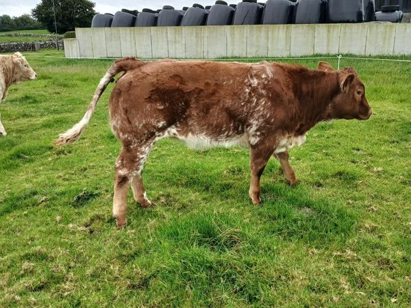 Weanling heifers for ballinrobe show and sale - Main image