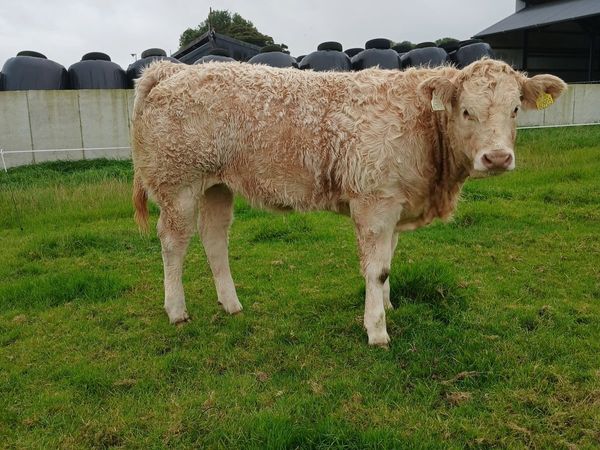Show  type weanling - Main image