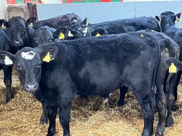 Smashing Aberdeen Angus Bull Weanlings - Main image