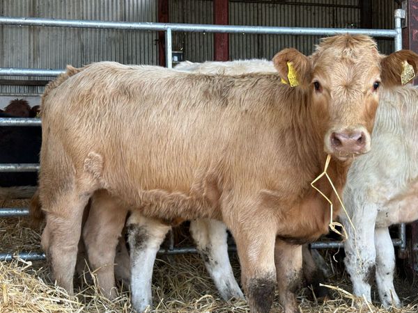 7 smashing charlois heifers - Main image