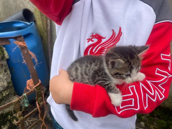 3 kittens - Main image
