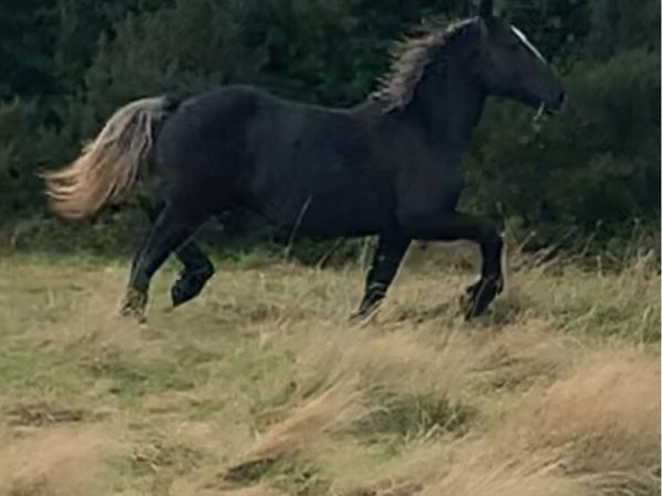 Percheron draft Colt - Main image