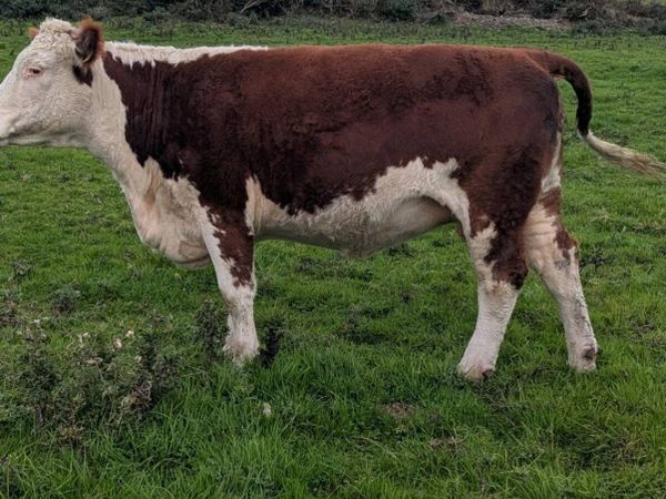 Pedigree hereford incalf. - Main image