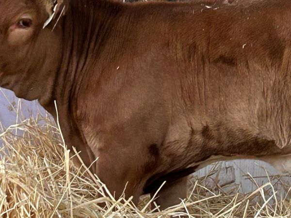 CH AND LIM HEIER WEANLING - Main image