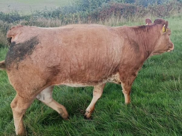 21 Limousine Heifers - Main image