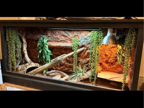 TWO Different Reptile tanks - Main image