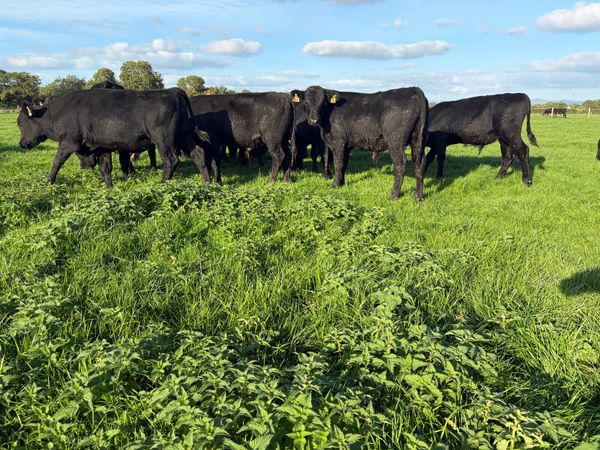 Aberdeen Angus Bull Weanlings - Main image