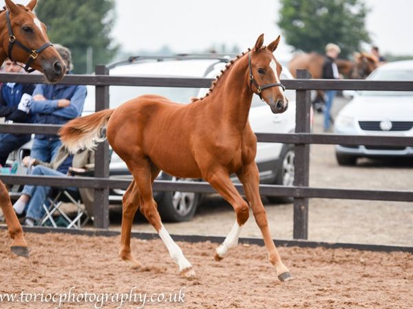 Beautiful colt foals - Main image