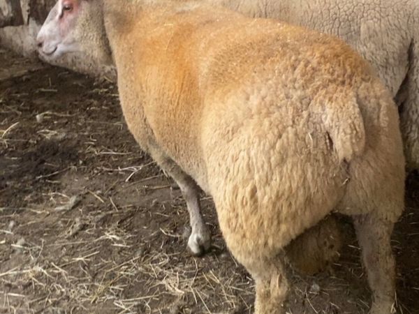 PBR charlaois rams - Main image