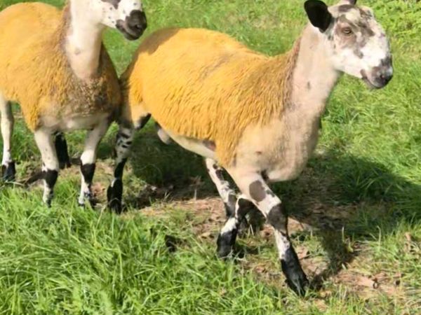 Bluefaced Leicester Ram lambs - Main image