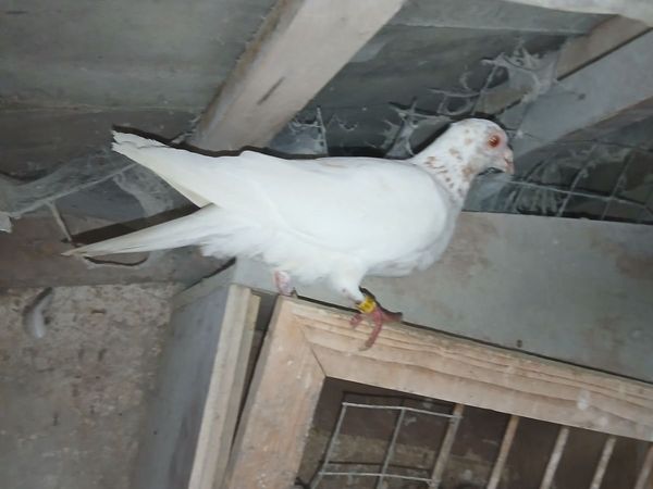 Birds - Main image