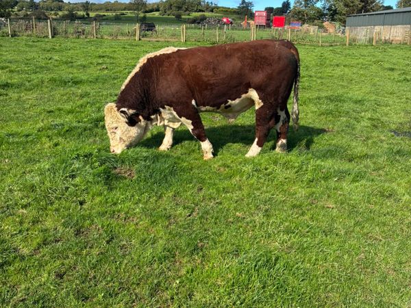 Pedigree Hereford bull - Main image