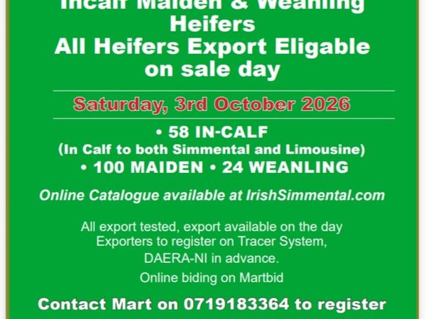 170 Simmental cross heifers - Main image