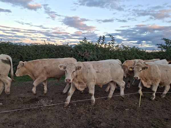 West of Ireland Bullocks - Main image
