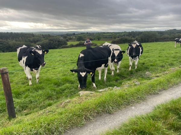 In Calf Heifers - Main image