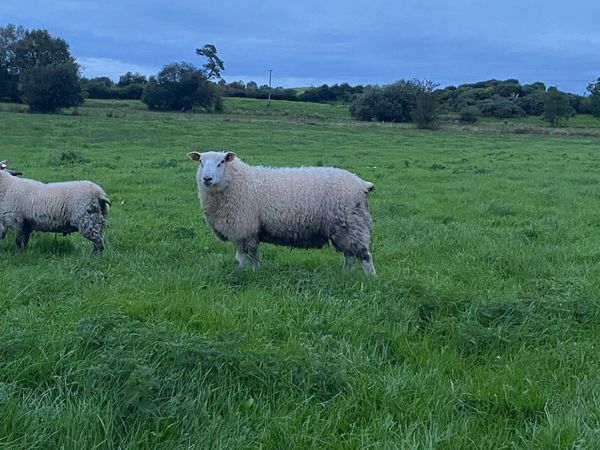 PBR Belclare Ram Lamb - Main image