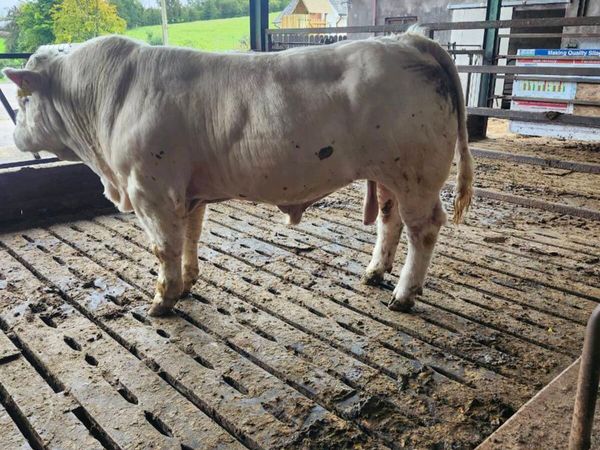 PBR Charolais Bull - Main image
