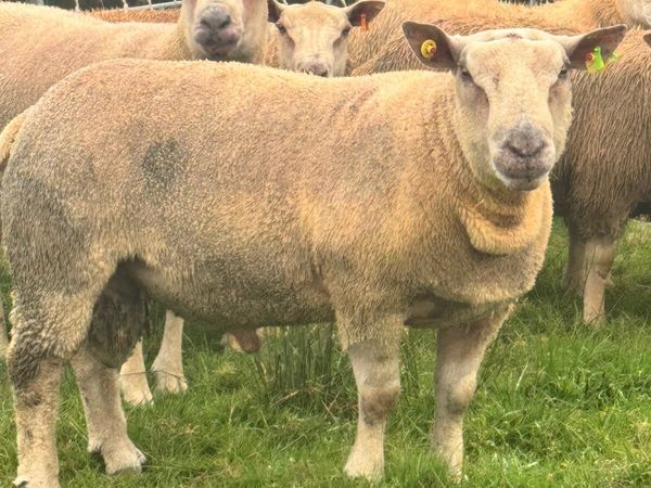 Charolais Rams - Main image
