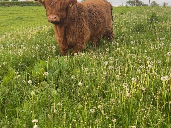 Pedigree Highland heifer - Main image