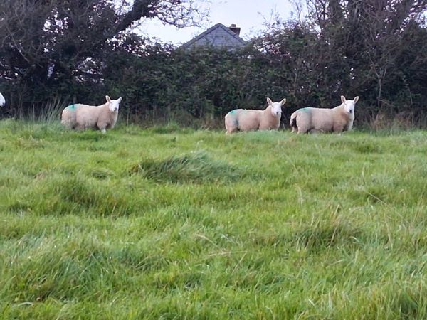 Cheviot NC Ram Lambs Sis Approved - Main image