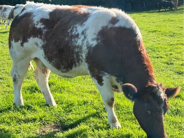 Springers - Main image
