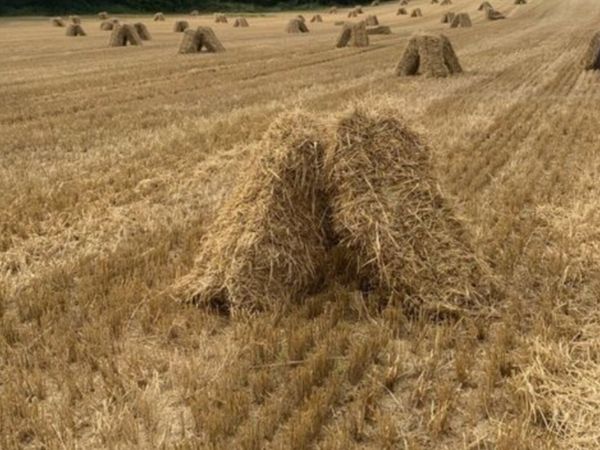 Small Bales Barley Straw - Main image
